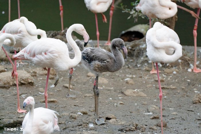 北市動物園迎來粉紅喜事！水禽區 6 隻大紅鶴寶寶亮相，萌樣療癒全場